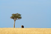 ELE 01 RW0011 01
African Elephant Standing On Savanna By Tree Kenya