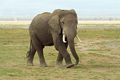 ELE 01 RW0012 01
African Elephant Walking On Savanna Kenya