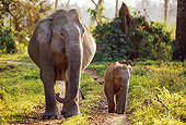 ELE 01 TL0003 01
Asian Elephant Cow And Calf Walking On Dirt Path Toward Camera Foliage
