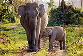 ELE 01 TL0004 01
Asian Elephant Cow And Calf Walking On Dirt Path Toward Camera Foliage
