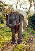 ELE 01 TL0005 01
Asian Elephant Cow Standing On Dirt Path Trumpeting Foliage