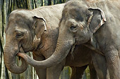 ELE 01 TL0006 01
Close-Up Of Two Asian Elephants Playing