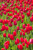 FLW 01 DA0002 01
Red Tulips At Cantigny Gardens In Wheaton, Illinois