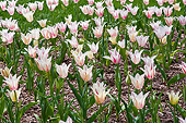 FLW 01 DA0003 01
Pink And White Striped Tulips In Spring At Lilacia Park In Lombard, Illinois