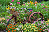 FLW 01 DA0004 01
Old Bicycle With Flower Basket In Garden With Zinnias, Illinois
