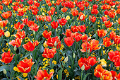 FLW 01 DA0005 01
Orange And Yellow Tulips And Yellow Pansies In Garden, Missouri