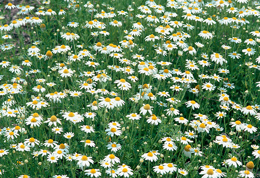 FLW 01 FA0001 01
Field Of Daisies