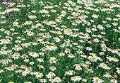 FLW 01 FA0001 01
Field Of Daisies