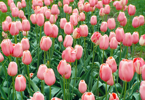 FLW 01 FA0002 01
Field Of Pink Tulips