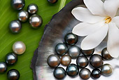 FLW 01 KH0001 01
Black Pearls On Shell And Leaf By White Flower