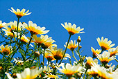 FLW 01 KH0002 01
Low Angle Shot Of Chrysanthemums In Greece