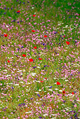 FLW 01 KH0003 01
Field Of Poppies And Chamomile On Island Of Skyros Greece
