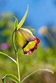 FLW 01 KH0005 01
Portrait Of European Bulb (Fritillaria pontica) Greece