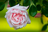 FLW 01 KH0006 01
Portrait Of Queen Elizabeth Rose Normandy