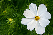 FLW 01 KH0008 01
Portrait Of White Garden Cosmo Normandy