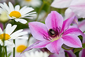 FLW 01 KH0011 01
Portrait Of Clematis 'Bee's Jubilee' And Daisies Normandy