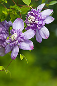FLW 01 KH0013 01
Portrait Of Purple Clematis Flowers Normandy