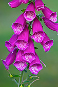 FLW 01 KH0014 01
Portrait Of Purple Foxglove Flowers Normandy