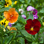 FLW 01 KH0015 01
Portrait Of Pansies In Garden Normandy