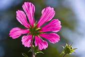 FLW 01 KH0017 01
Cosmos And Zinnia Flowers In Summer Garden France