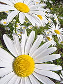 FLW 01 KH0018 01
Large Daisies In Summer Garden France