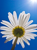 FLW 01 KH0019 01
Portrait Of Large Daisy In Meadow France