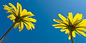 FLW 01 KH0020 01
Portrait Of Meadow Salsify Or Goat's Beard Against Blue Sky France