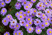 FLW 01 KH0021 01
Alpine Aster Flowers In Garden France