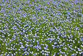 FLW 01 KH0026 01
Meadow Of Flax In France