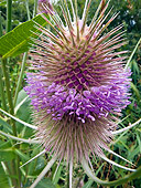 FLW 01 KH0027 01
Portrait Of Wild Teasel Flower With Belt In France