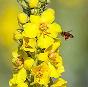 FLW 01 KH0028 01
Mullein Herb And Bee On Roadside France