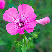 FLW 01 KH0031 01
Portrait Of Rose Mallow Flower France