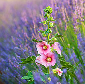 FLW 01 KH0033 01
Hollyhock In Lavender Provence, France