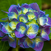 FLW 01 KH0034 01
Portrait Of Blue Hydrangeas Provence, France