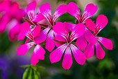 FLW 01 KH0035 01
Portrait Of Ivy-Leaf Geranium Provence, France