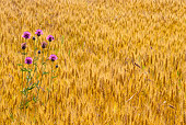 FLW 01 KH0036 01
Brown Knapweed In Wheat Field Provence, France
