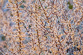 FLW 01 KH0037 01
Close-Up Of Blackthorn Blossoms At Sunset France
