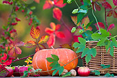 FLW 01 KH0038 01
Autumn Decoration With Pumpkin, Apples And Walnuts