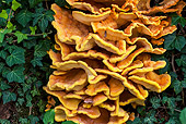 FLW 01 KH0039 01
Portrait Of Mushrooms On Ivy France