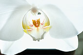 FLW 01 NE0001 01
Orchids From Orchid Sanctuary Costa Rica