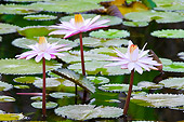FLW 01 NE0002 01
Lily Pads In Pond At Lankester Botanical Garden San Jose, Costa Rica