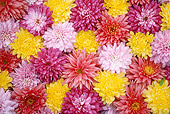 FLW 01 GR0001 01
Colorful Flowers