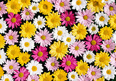 FLW 01 GR0002 01
Colorful Flowers