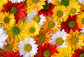 FLW 01 GR0003 01
Colorful Flowers
