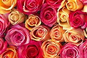 FLW 01 GR0004 01
Colorful Roses