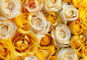 FLW 01 GR0005 01
Yellow And White Roses