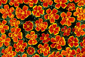 FLW 01 GR0006 01
Orange Flowers