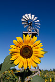 FLW 01 RK0003 01
Sunflower With Windmill In Background Blue Sky