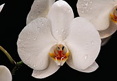 FLW 01 RK0103 13
Close Up Of Orchid Phalaenopsis Frosting X Ivory Icon White