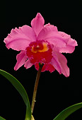 FLW 01 RK0124 25
Orchid Cattleya Irene Holquin La Junta Black Background